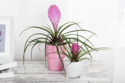 SuperFish Repto Plant Tillandsia - afbeelding 2
