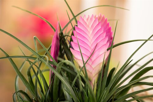 SuperFish Repto Plant Tillandsia - afbeelding 3
