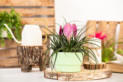 SuperFish Repto Plant Tillandsia - afbeelding 5