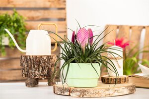 SuperFish Repto Plant Tillandsia - afbeelding 5