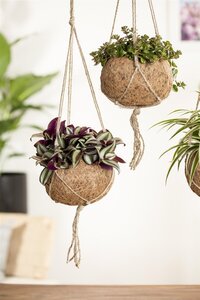 SuperFish Tradescantia Zebra - afbeelding 1