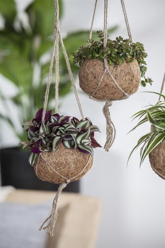 SuperFish Tradescantia Zebra - afbeelding 2