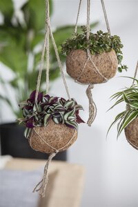SuperFish Tradescantia Zebra - afbeelding 2