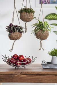 SuperFish Tradescantia Zebra - afbeelding 3