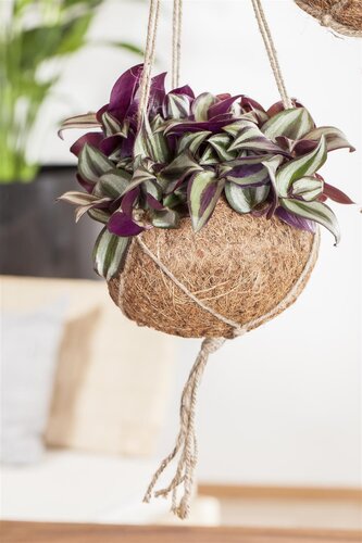 SuperFish Tradescantia Zebra - afbeelding 4
