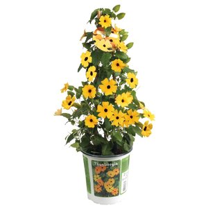 Suzanne-met-de-mooie-ogen, in 19cm-pot