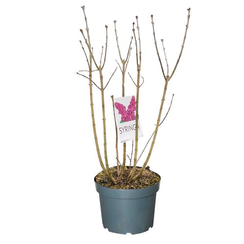 Syringa vulgaris Ludwig Spaeth, in 28cm-pot