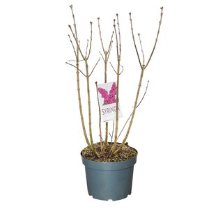 Syringa vulgaris Ludwig Spaeth, in 28cm-pot