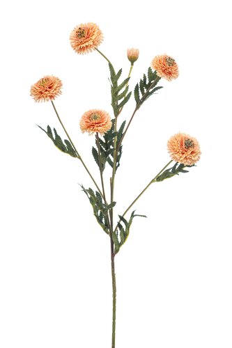 Tagetes spray peach 70cm