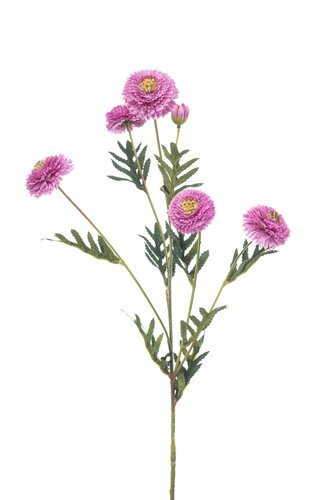 Tagetes spray purple 70cm