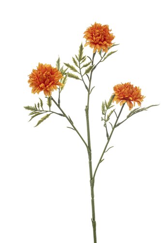 Tagetes spray x3 orange 60cm