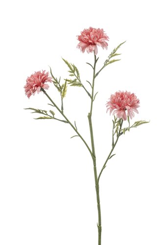Tagetes spray x3 pink 60cm