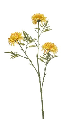 Tagetes spray x3 yellow 60cm