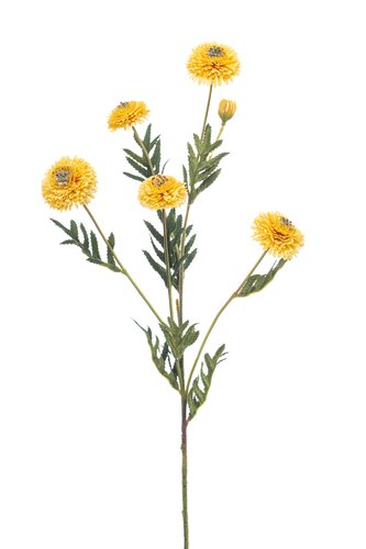 Tagetes spray yellow 70cm