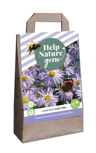 Tas aster novi belgii milka - hng 5st