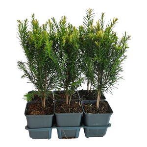 Taxus baccata