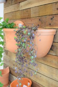 Terracotta muurhanger gerla 26cm - afbeelding 2