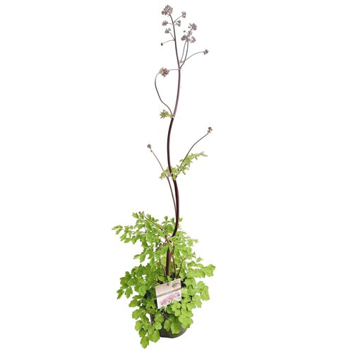 Thalictrum_black_stockings.jpg