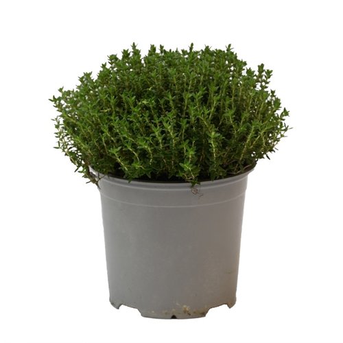 Tijm Faustini, in 14cm-pot