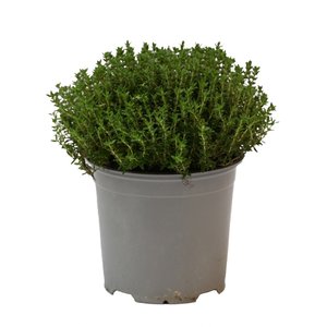 Tijm Faustini, in 14cm-pot