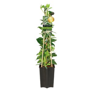 Toscaanse Jasmijn 65 cm hoog, in 15cm-pot - afbeelding 1