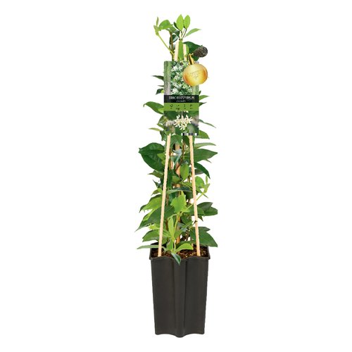 Toscaanse Jasmijn, in 15cm-pot - afbeelding 1