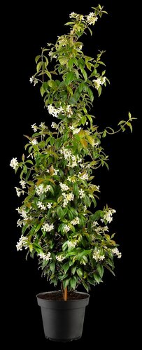 Toscaanse Jasmijn, in 15cm-pot - afbeelding 5