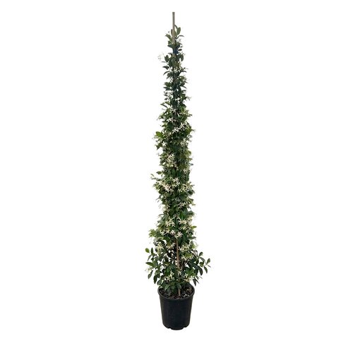 Toscaanse jasmijn (Trachelospermum jasminoides) - H 175/200 cm - afbeelding 1