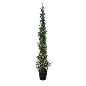 Toscaanse jasmijn (Trachelospermum jasminoides) - H 175/200 cm - afbeelding 2