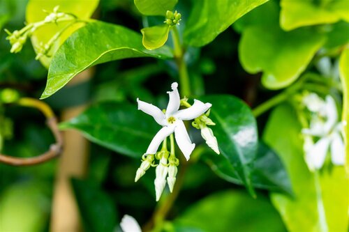 Toscaanse Jasmijn XL 95cm hoog, in 17cm-pot - afbeelding 3