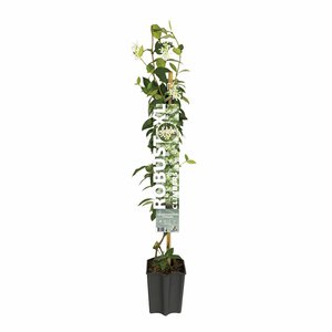 Toscaanse Jasmijn XL 95cm hoog, in 17cm-pot - afbeelding 1