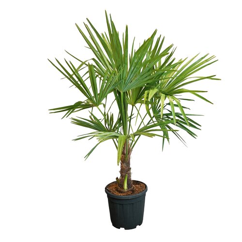 Trachycarpus Fortunei stam 15-30cm