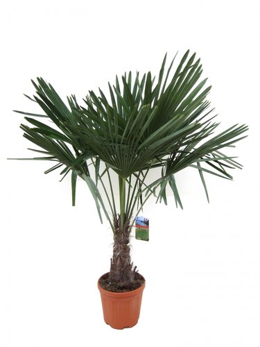 Trachycarpus winterharde palm 130-150cm hoog, in 32cm/pot