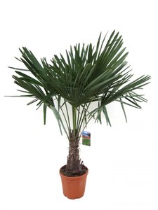 Trachycarpus winterharde palm 130-150cm hoog, in 32cm/pot