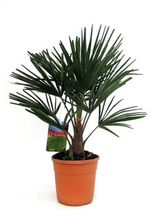 Trachycarpus winterharde palm 70/80cm hoog, in 24cm/pot