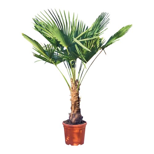 Trachycarpus winterharde palm, in 20L-pot
