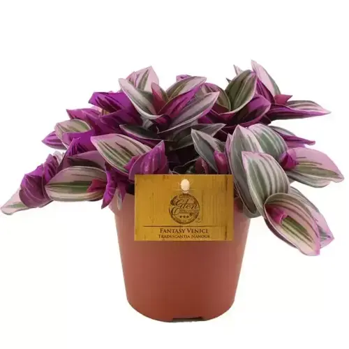 Tradescantia Nanouk Fantasy Venice, in 15cm-pot