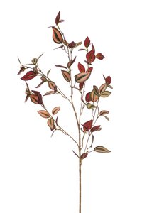 Tradescantia spray x5 burgundy 90cm