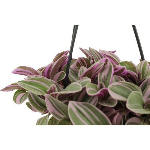 Tradescantia Sweet Sweetness, in 10.5cm-pot