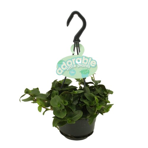 Tradescantia Sweetness, in 10.5cm-hangpot