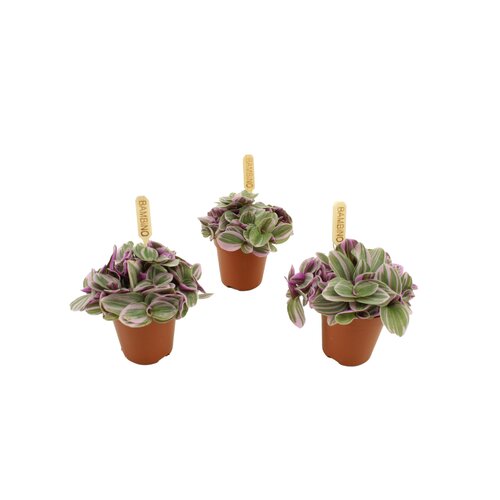 Tradescantia Sweetness, in 5.5cm-pot