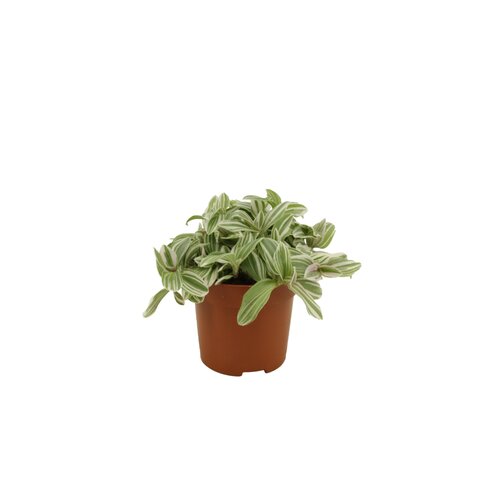 Tradescantia Tenderness Early Dew, in 10.5cm-pot