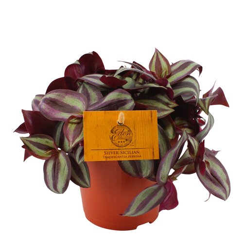 Tradescantia Zebrina Compacta Silver Sicilian, in 10.5cm-pot