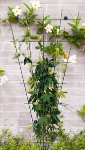 Trellis Waaier incl. 4 muurbevestingen 72 x 150 cm - afbeelding 2