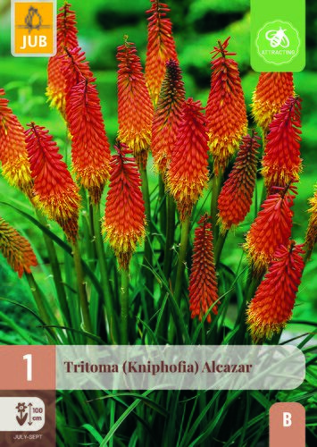 Tritoma (kniphofia) alcazar 1st