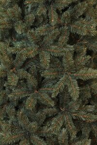 Triumph Tree Kunstkerstboom Forest Frosted newgrowth blauw - H 120 x Ø 99 cm - afbeelding 2