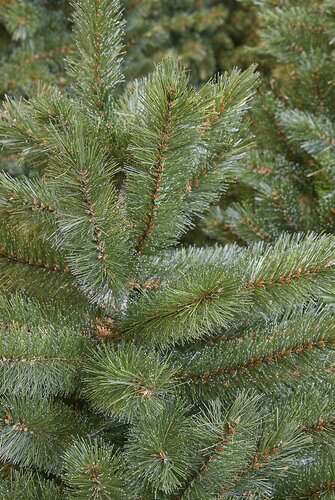 Triumph Tree Kunstkerstboom Forest Frosted slim groen - H 185 x Ø 102 cm - afbeelding 3