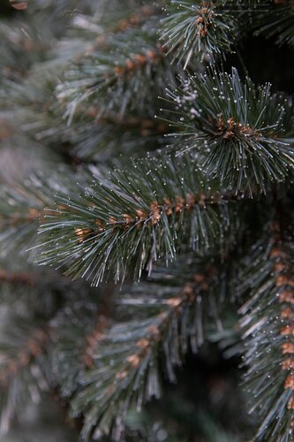 Triumph Tree Kunstkerstboom Forest Frosted slim newgrowth blauw - H 260 x Ø 140 cm - afbeelding 3
