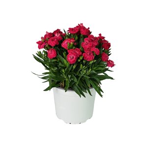 Tuinanjer, in 12cm-pot