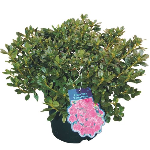 Tuinazalea, in 17cm-pot